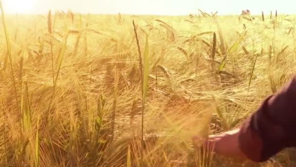 Touching ripe ears of barley — Stock Video