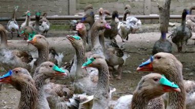 Çiftlik kaz yetiştiriciliği
