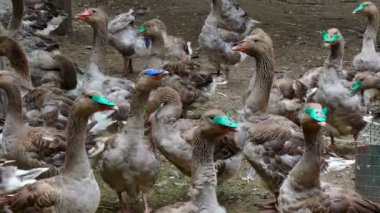 Çiftlikte kaz sürüsü