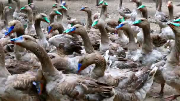 Tamme ganzen op de boerderij — Stockvideo