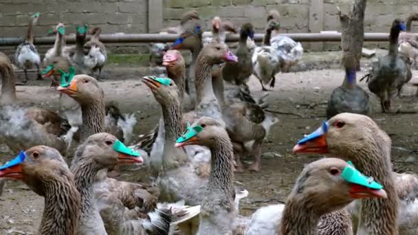 Fokken van ganzen op de boerderij — Stockvideo