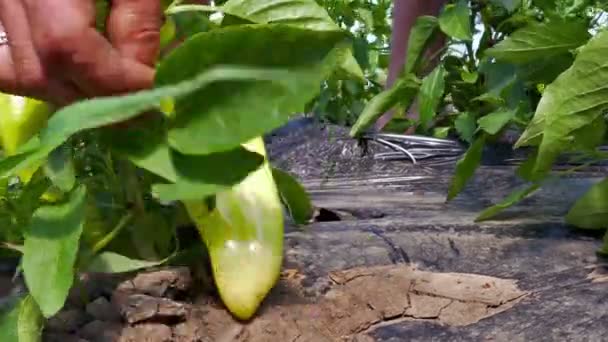 Paprikapflanze im Gewächshaus — Stockvideo