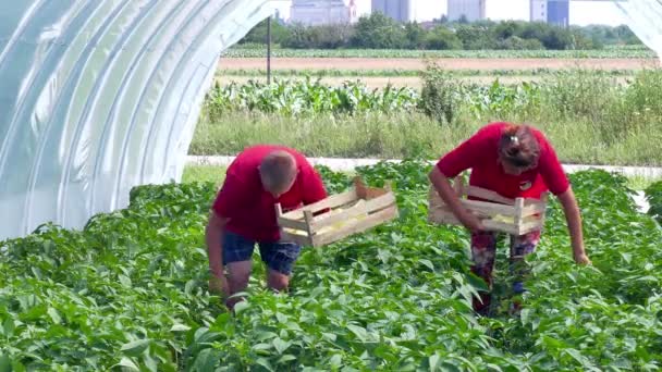 Výdeje papriky ve skleníku — Stock video