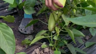 Organik bahçe biber