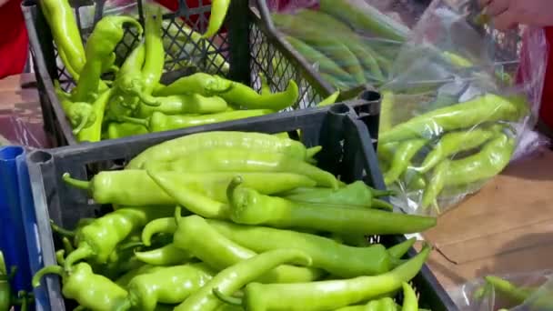 Sortierung und Verpackung der geernteten Paprika — Stockvideo