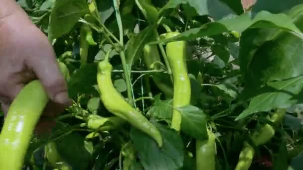 Jordbrukaren kvinna skördas gul paprika — Stockvideo