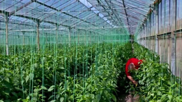 Organic production of vegetables in greenhouse — Stock Video