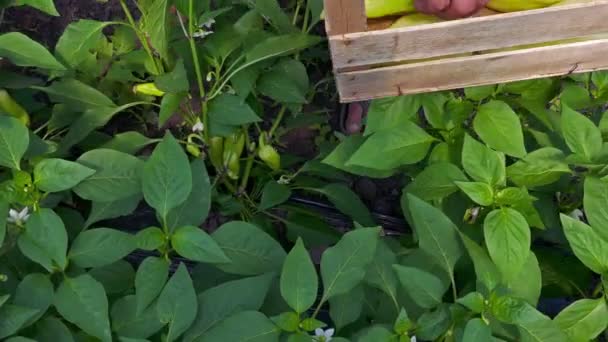 Femme agricultrice récoltée poivrons jaunes — Video