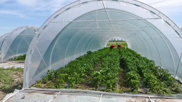 Greenhouses with organic vegetables — Stock Video