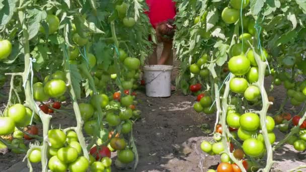 Сбор органических помидоров в теплице — стоковое видео