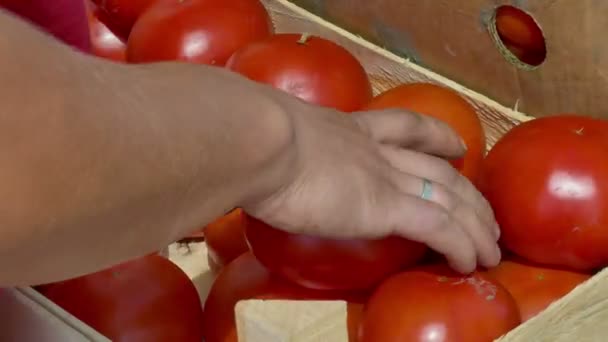 Verse biologische tomaten in een krat — Stockvideo