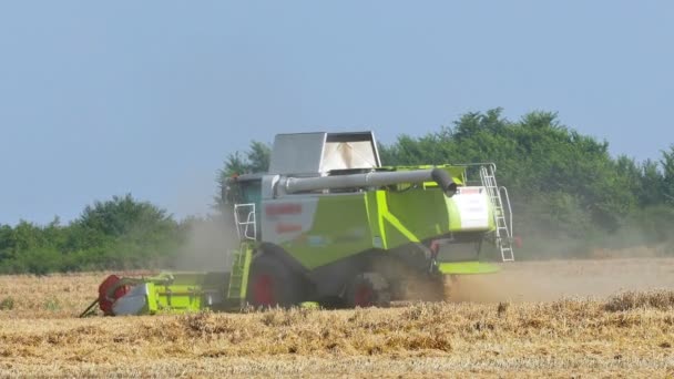 Комбайн Збирання стиглої пшениці — стокове відео