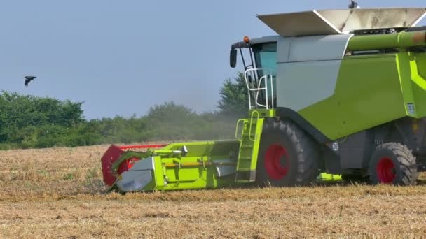 Mähdrescher erntet reifen Weizen — Stockvideo