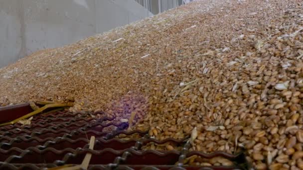 Ramo de grano de trigo para almacenamiento — Vídeos de Stock