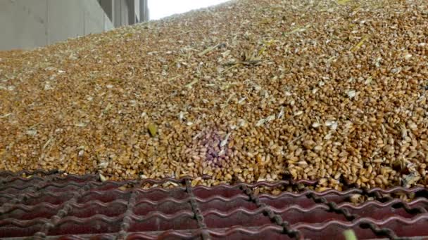 Depolama buğday bir silo — Stok video