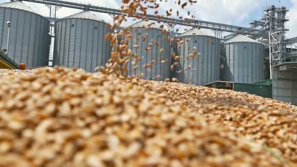 Korrels van tarwe valt in een hoop tarwe uit de handen van de boer — Stockvideo