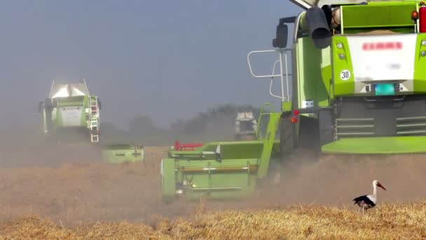 Kombajny zbierać pszenica w polu — Wideo stockowe
