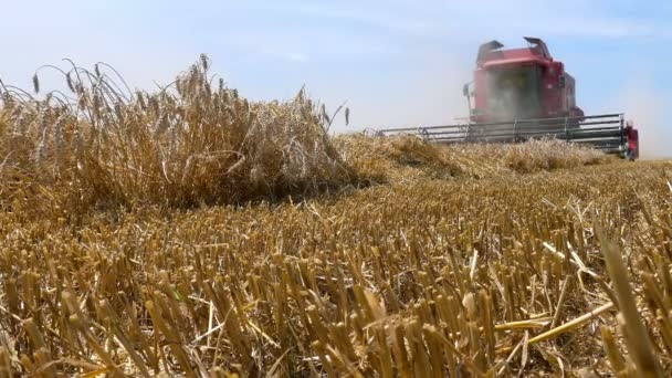 Cosecha de trigo con cosechadora — Vídeo de stock