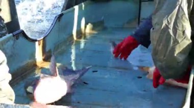 Balık Sınıfı Masa / Ticari Tatlı Su Sazan Balık Çiftliği