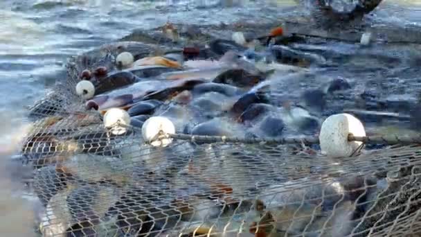Uttag Ett Fullt Fiskenät Skörd Fisk Fiskodlingen Kommersiellt Fiske — Stockvideo