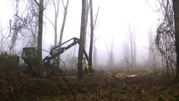 機械は木の幹を加工 切断し 現代の木の切断機は霧の多い冬の朝に木を倒します — ストック動画