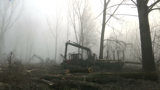 Tractor Forestier Încărcarea Bustenilor Lemn Remorcă — Videoclip de stoc