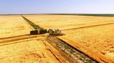 Buğday tarlasında hasat sırasında hasat makinesini, hasat sırasında hasat makinesini birleştiren hava görüntüsü.