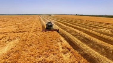 Buğday tarlasında havadan çekim; hasat sırasında hasat ekicisini buğday tarlasında birleştirme