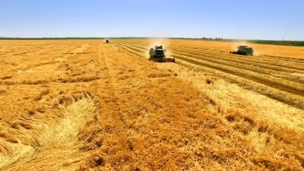 Recolección Aérea Trigo Con Tres Cosechadoras Combine Cosechadora Durante Cosecha — Vídeos de Stock