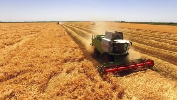Buğday Tarlasında Havadan Çekim Hasat Sırasında Hasat Ekicisini Buğday Tarlasında — Stok video