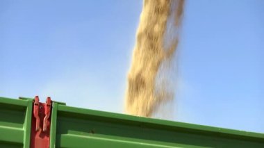 Buğday Boşaltımı - Kurgu; Hasat Boşaltıcı Birleştirici Traktör Kargo Arabasına Buğday Taneleri Döküyor