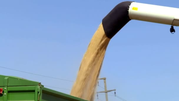 倒灌收获小麦 联合收割机卸货机 将小麦籽粒倒入拖拉机货车 — 图库视频影像