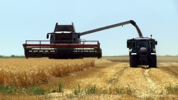 Combine Descarregamento Grãos Trigo Combine Harvester Unloader Derramando Grãos Trigo — Vídeo de Stock