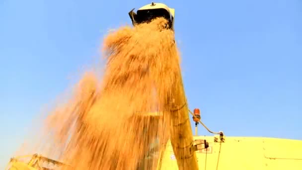 Rich Wheat Crop Montage Combine Harvester Unloader Lití Pšeničných Zrn — Stock video