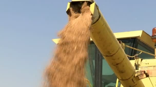 小麦の穀物は結合からアンローダーされ 収穫機アンローダトラクター貨物カートに小麦の穀物を入れる — ストック動画