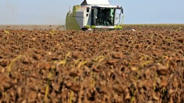 oogst van zonnebloem