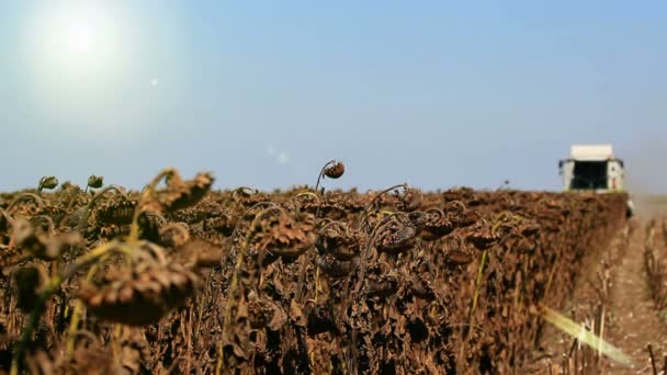 Temporada de cosecha — Vídeos de Stock