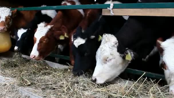 Koeien Feeding — Stockvideo