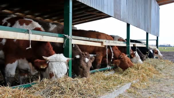 Vacas en el granero — Vídeos de Stock