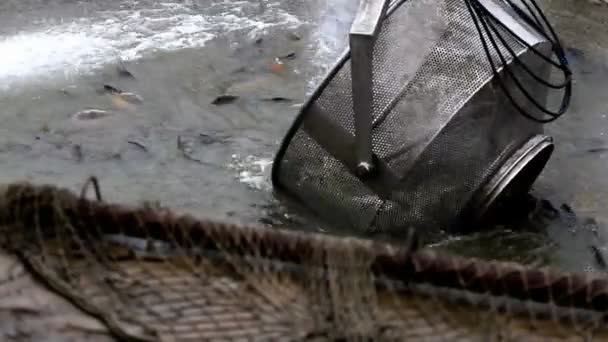 Сбор рыбы в пруду — стоковое видео