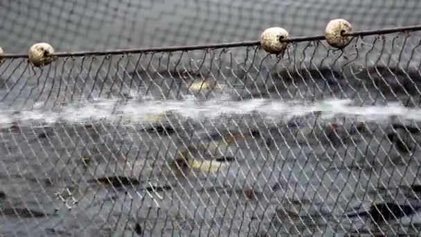 Operações de colheita em viveiros de peixes — Vídeo de Stock