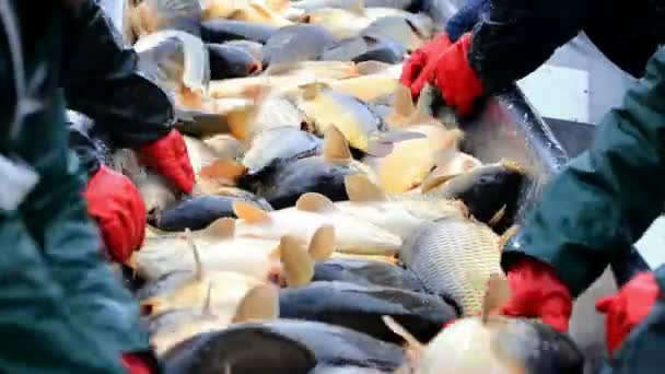 Classificação dos peixes capturados — Vídeo de Stock