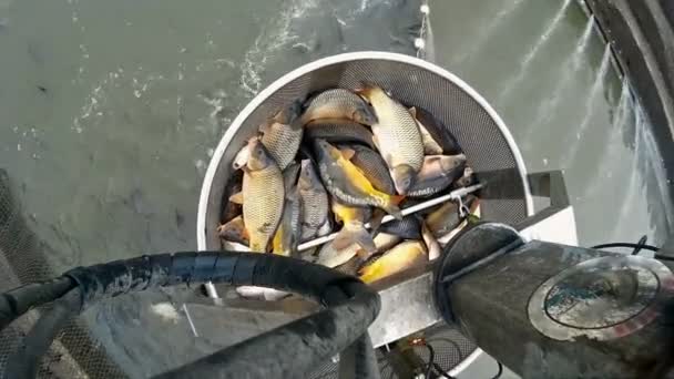 Механічна рука для збирання риби — стокове відео