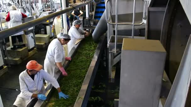 Verwerking fabriek groenten — Stockvideo