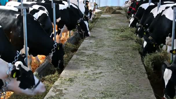 Σίμμενταλ αγελάδες σε μια μεγάλη αχυρώνα — Αρχείο Βίντεο