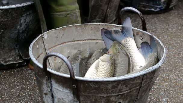 Pescado capturado en un cubo — Vídeo de stock