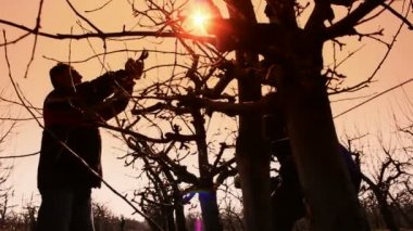 Meyve üretici silinen meyve ağaçları