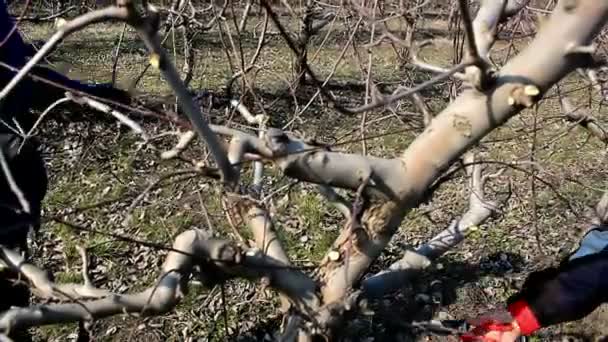 Tavaszi metszés, a gyümölcsös — Stock videók