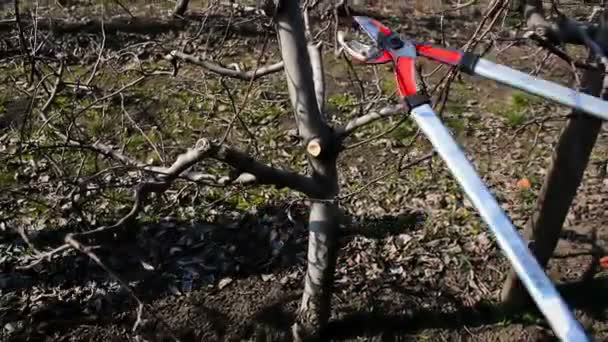 修剪苹果树 — 图库视频影像