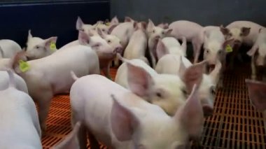 Domuz yavruları modern çiftlikte